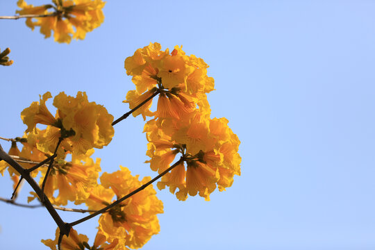 黄花风铃木花卉