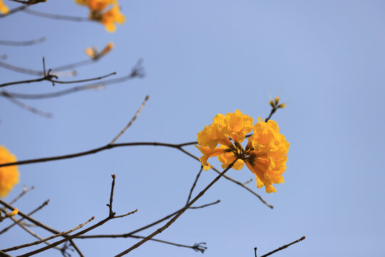 黄花风铃木花卉