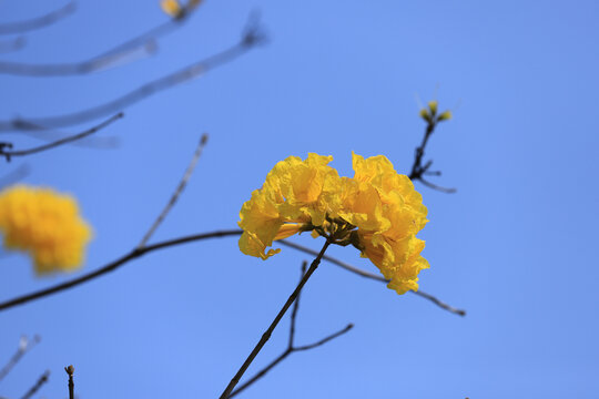 黄花风铃木花卉