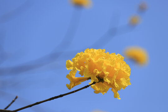 黄花风铃木花卉