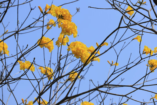 黄花风铃木花卉