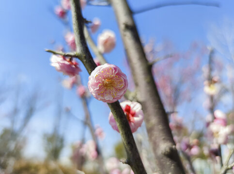 梅花