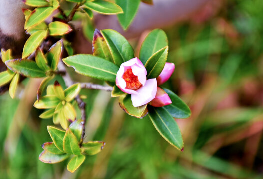 山茶花