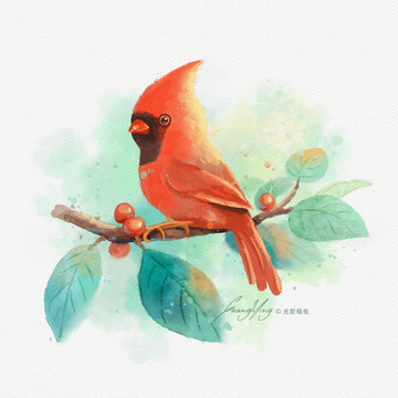 水彩红鸟插画