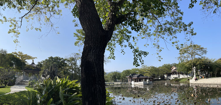 荷花亭凌波画舫全景高清