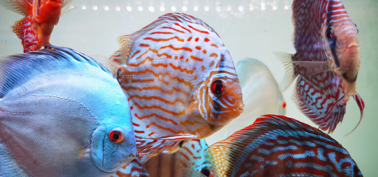 热带水族馆