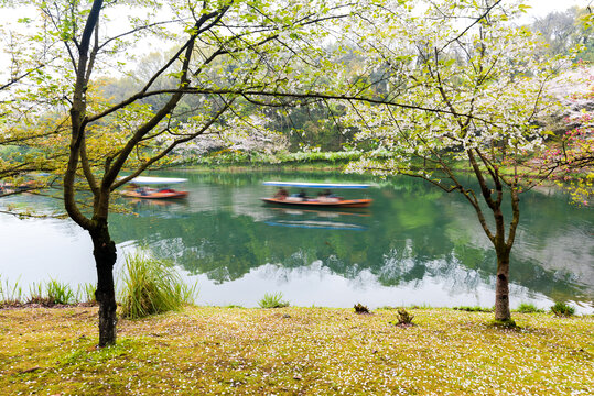 杭州西湖春景茅家埠樱花