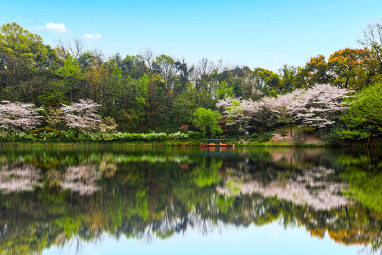 杭州西湖春景乌龟潭樱花