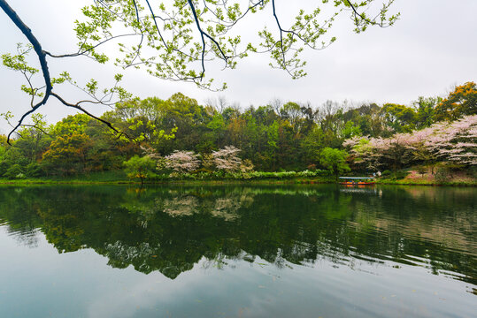 杭州西湖春景乌龟潭樱花