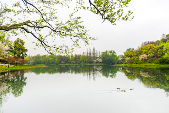 杭州西湖春景乌龟潭樱花