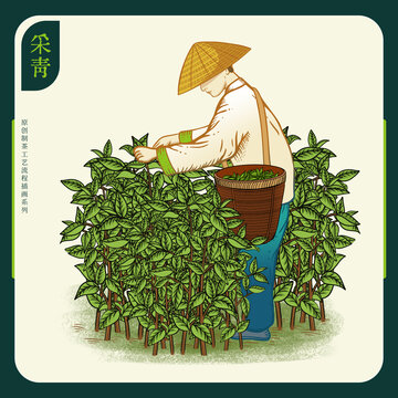 制茶工藝流程圖之采青采茶