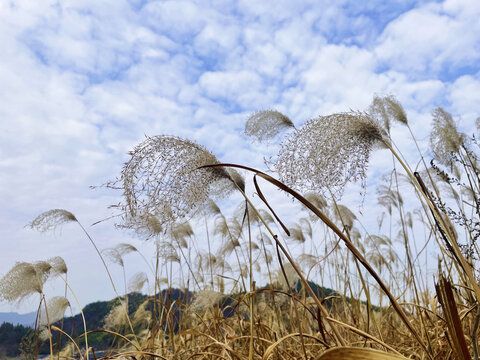 芦苇