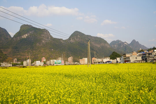 油菜花田