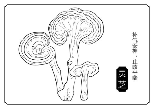 灵芝线稿