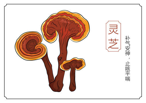 靈芝