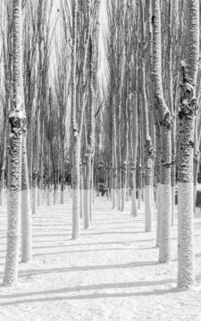 冬天中国沈阳浑河的雪地雾凇