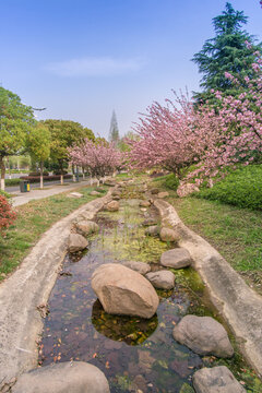 夕阳下南京公园的樱花