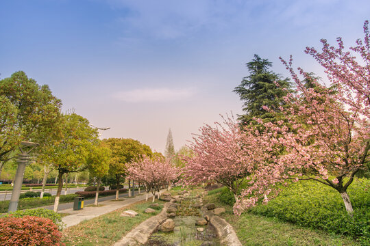 夕阳下南京公园的樱花