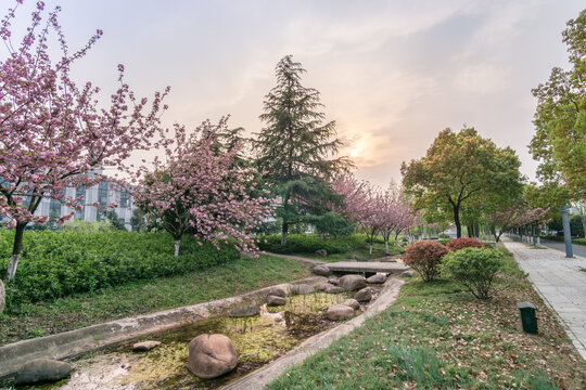 夕阳下南京公园的樱花