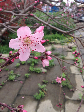 桃花盛开