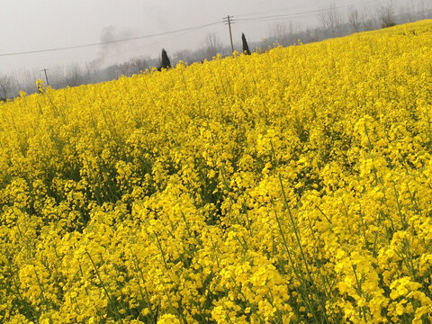 油菜花田