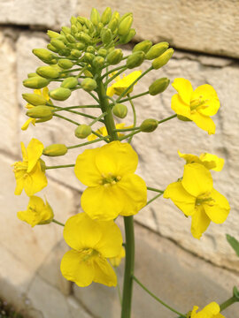 一束油菜花