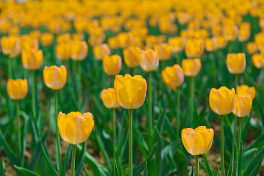 一片郁金香花