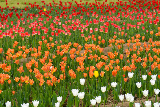 郁金香花海