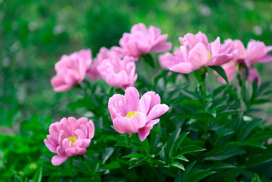 芍药花素材