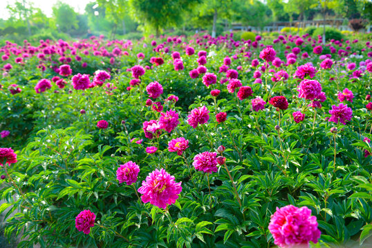 芍药花田