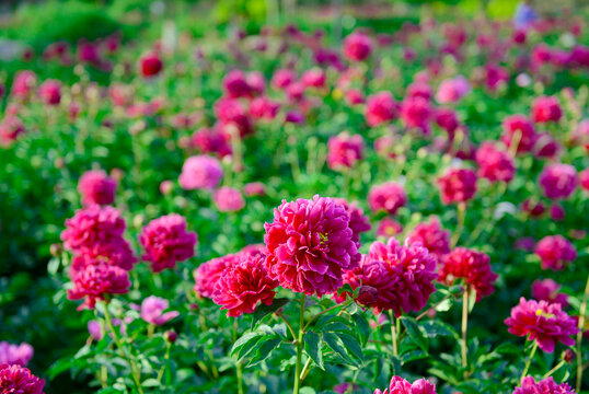 芍药花田