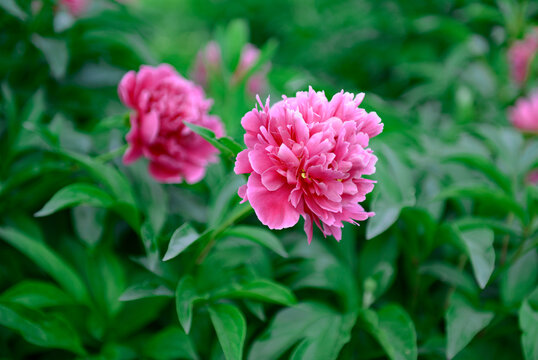 芍药花素材