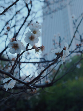 白梅花开