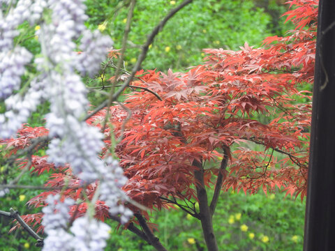 紅楓葉