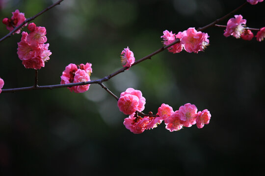 红梅花