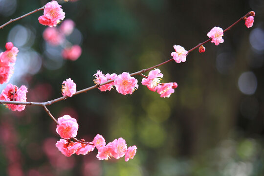 红梅花