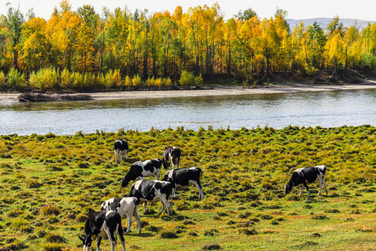 秋季河边牛群