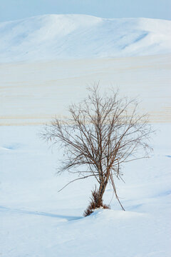 雪原大雪一棵树