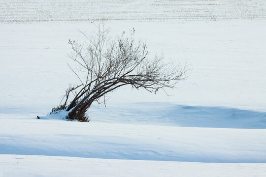 雪地树木一棵树