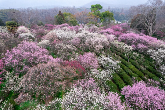 南京梅花山航拍图片