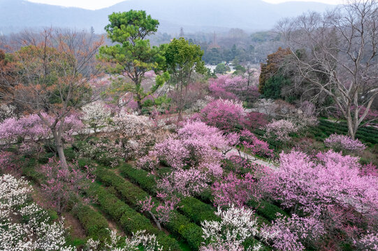 南京梅花山航拍图片