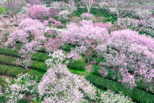 南京梅花山航拍图片