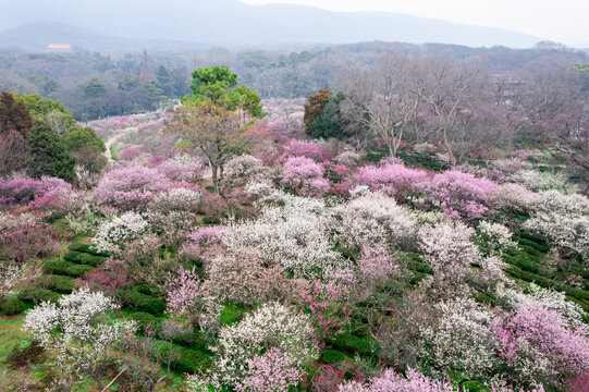 南京梅花山航拍图片