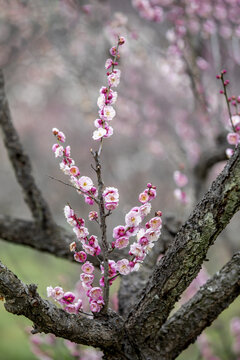 梅花山梅花特写