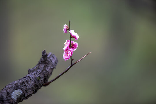 梅花山梅花特写