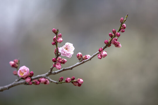 南京梅花山梅花特写