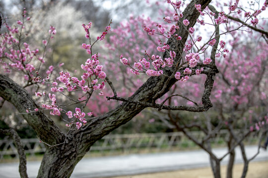 南京梅花山梅花特写