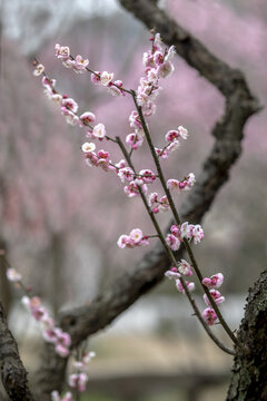 梅花山梅花特写