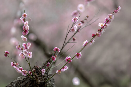 梅花山梅花特写