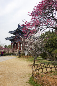 南京梅花山